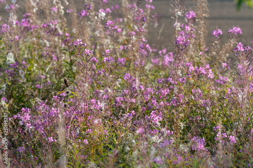 Field of purple flowers. Flower in the garden