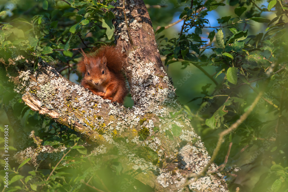Fototapeta premium Red squirrel in the tree. Red Eurasian squirrel