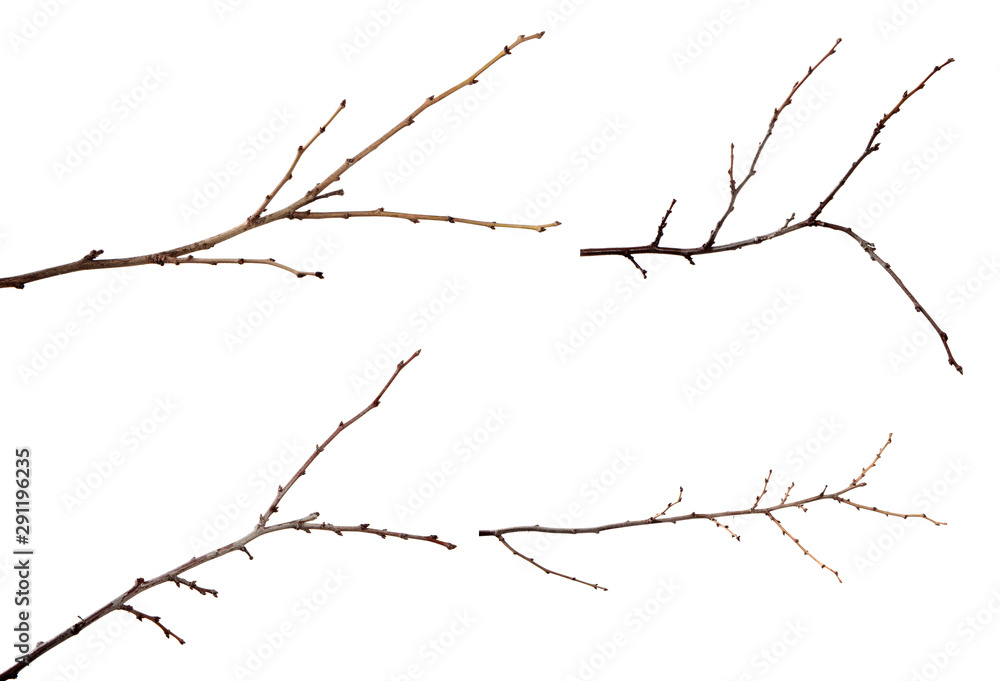 set branch of plum fruit tree with buds on an isolated white background.