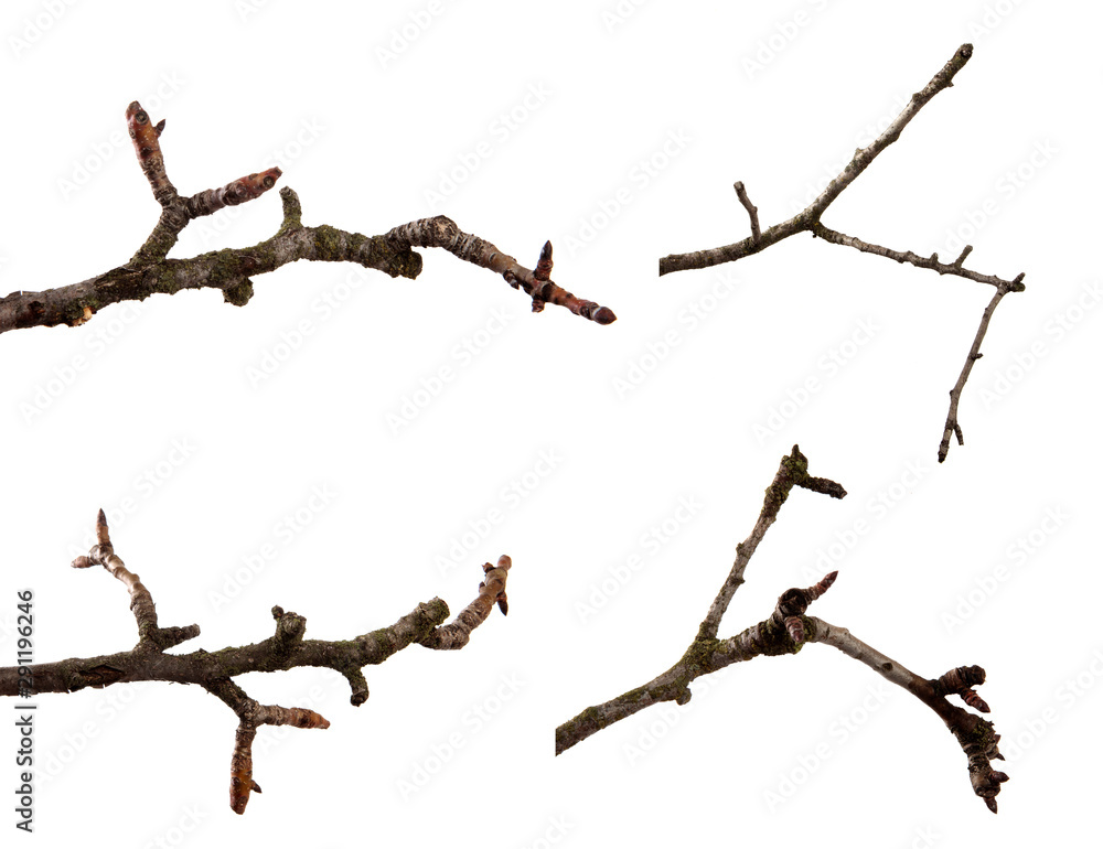 se branch of pear fruit tree on an isolated white background. se branch of pear fruit tree on an isolated white background.