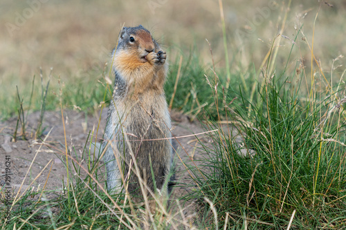 Columbia Ground Squirrel, Urocitellus columbianus © alfotokunst