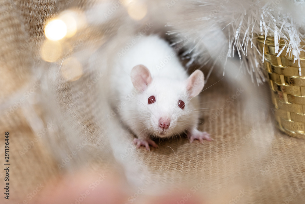 White rat next to New Year's garlands. Symbol of 2020. Christmas rat on craft background White rat next to New Year's garlands. Symbol of 2020. Christmas rat on craft background