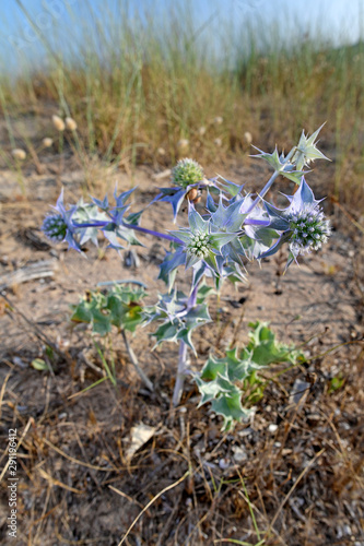 Stranddistel (Eryngium maritimum) - sea holly / seaside eryngo photo