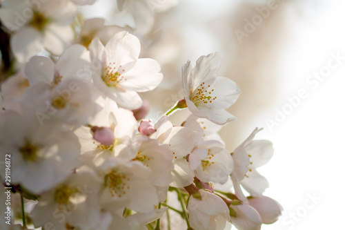 high-key of white tree blossoms with blurry backlight background