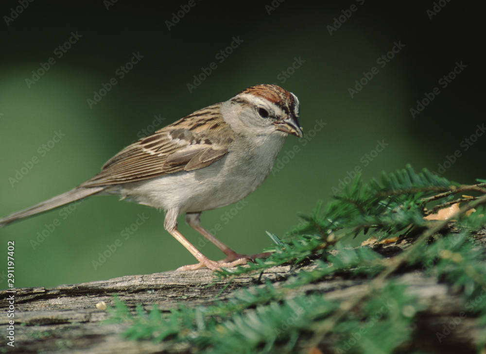 Chipping Sparrow (Spizella Passerina) Chipping Sparrow (Spizella Passerina)