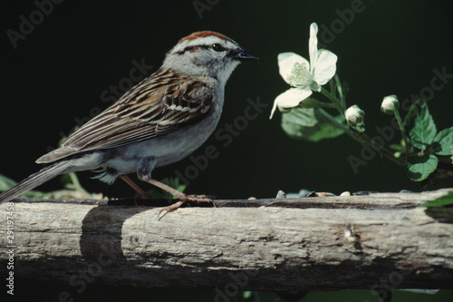 Chipping Sparrow (Spizella Passerina) photo