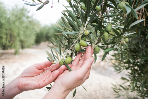 Mediterranean olives, green olive fruit in autumn, oil olive photo