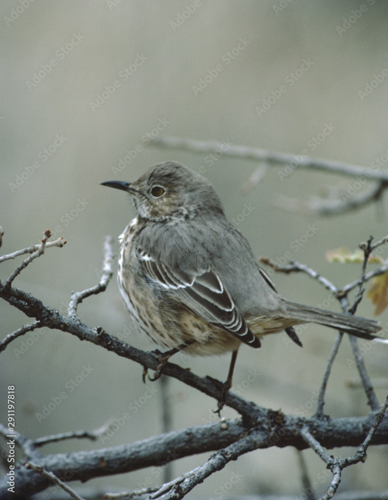 Hermit Thrush (Catharus Guttatus) Hermit Thrush (Catharus Guttatus)