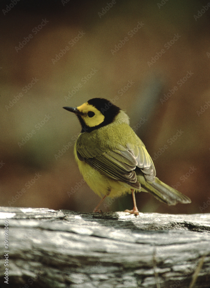 Hooded Warbler (Setophaga Citrina) Hooded Warbler (Setophaga Citrina)
