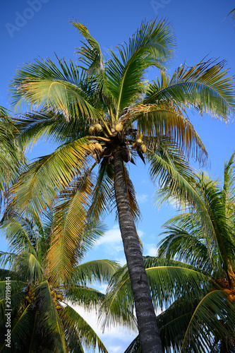 palm trees on background of blue sky