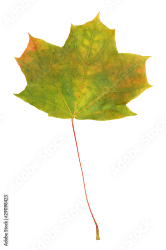 Maple leaf, beginning to turn yellow. Isolated on white.
