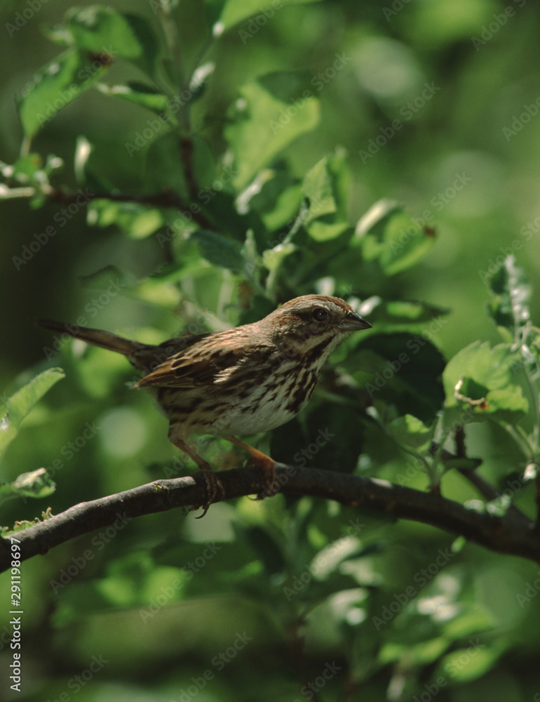 Song Sparrow (Melospiza Melodia) Song Sparrow (Melospiza Melodia)