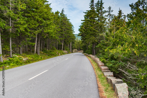 road in the forest