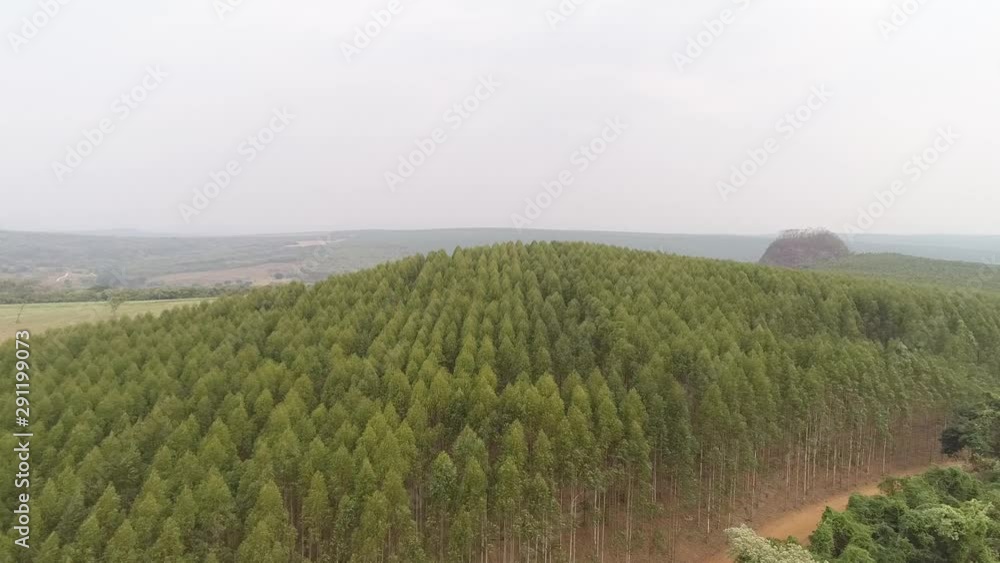 Plantation of eucalyptus trees, view from above. Eucalyptus forest. 4k. Plantation of eucalyptus trees, view from above. Eucalyptus forest. 4k.