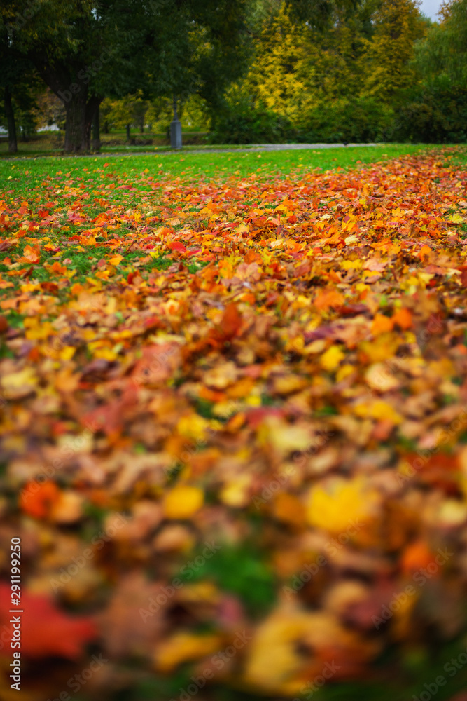 Autumn background, Bright yellow autumn leaves on the ground. Autumn background, Bright yellow autumn leaves on the ground.