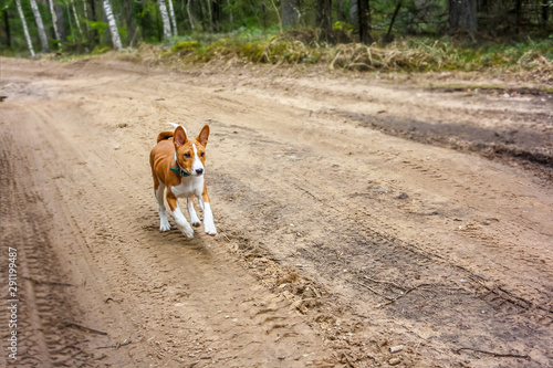 The basenji dog runs through the forest road in the spring