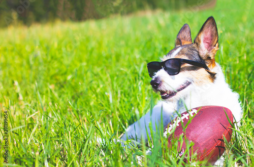 The dog smiles in sunglasses from the sun and lies on the green grass. Jack Russell Terrier is looking through sunglasses in the park. Dog plays with a ball rugby american football outdoors.