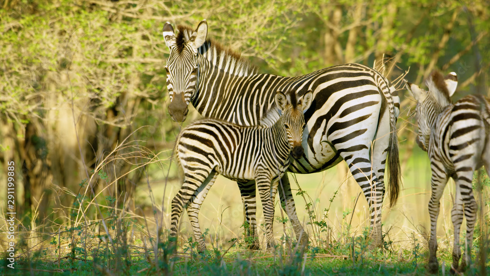 Fototapeta premium Africa