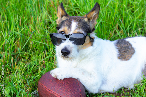 A funny dog is resting on a rugby ball on the lawn in the backyard, a dog in sunglasses outdoors playing with an American football ball.