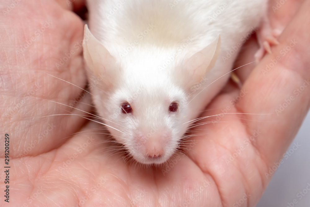 Little pretty cute white laboratory mouse on a hand close up Little pretty cute white laboratory mouse on a hand close up