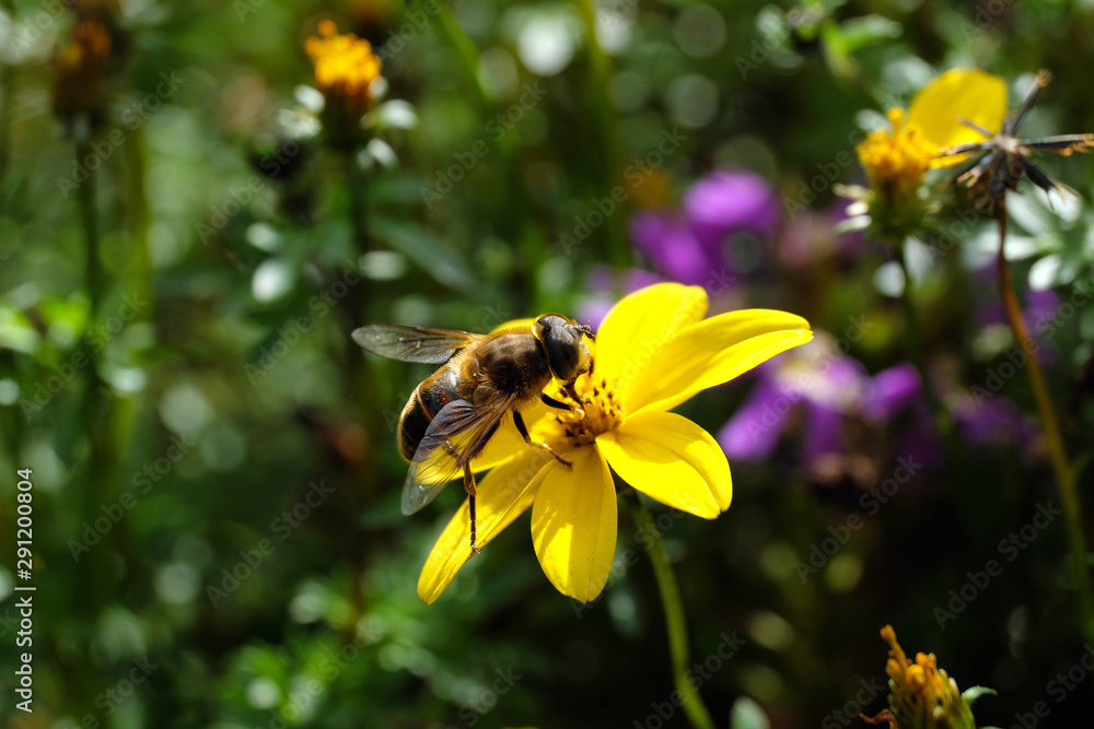 Insekt Schwebfliege und gelbe Blüten Ende September 2019 - Stockfoto Insekt Schwebfliege und gelbe Blüten Ende September 2019 - Stockfoto