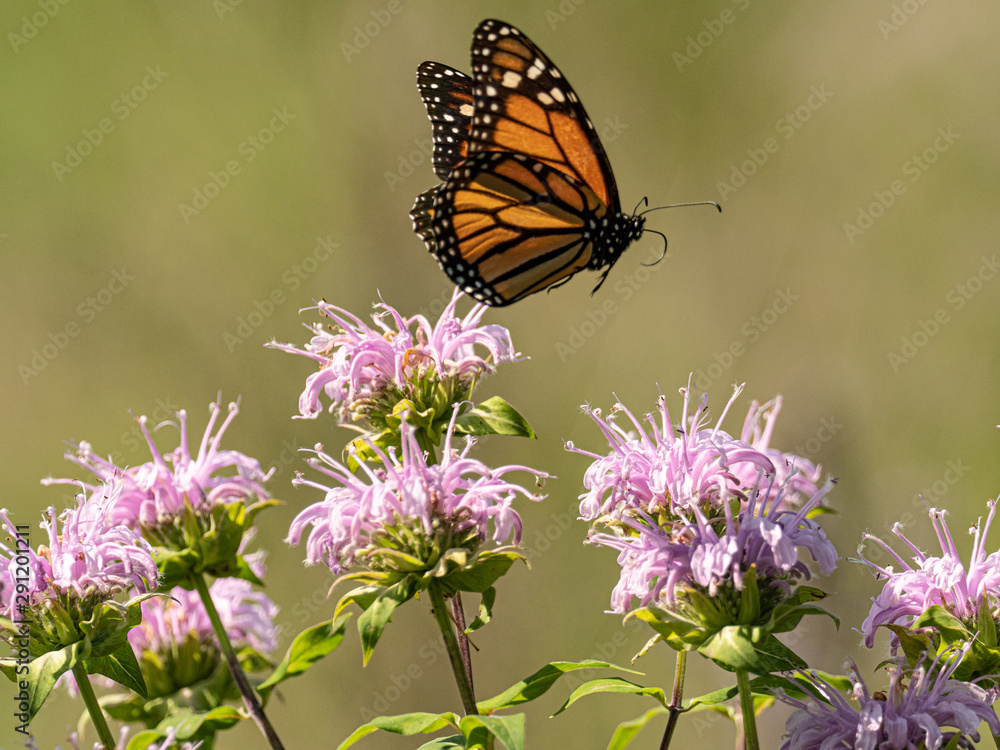 Monarch in flight Monarch in flight