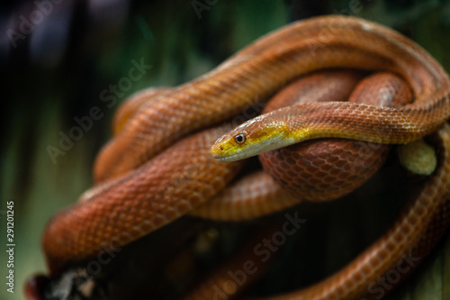 Elaphe rat snake rusty red close up nature macro reptile wild life