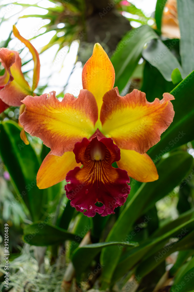 Fototapeta premium Cymbidium Orchid