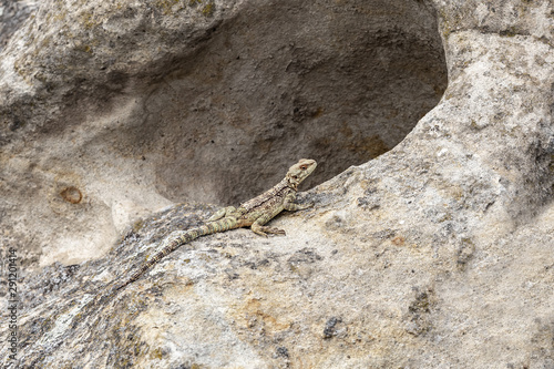 Lizard stopped and basks on a stone photo