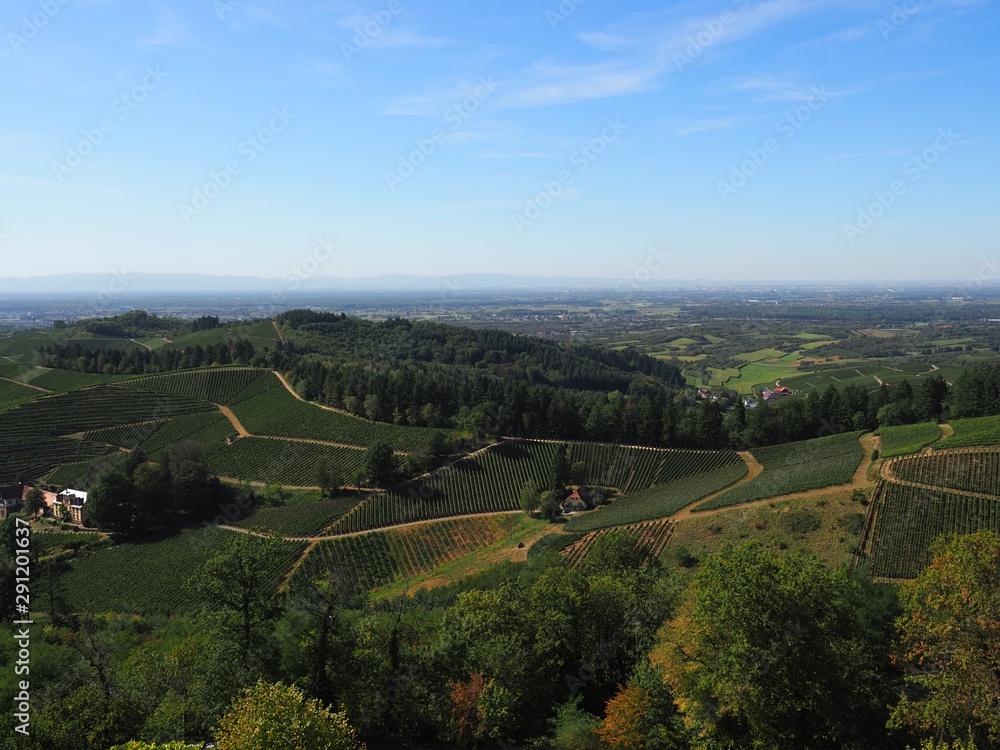 Vineyards over hillsides by Durbach