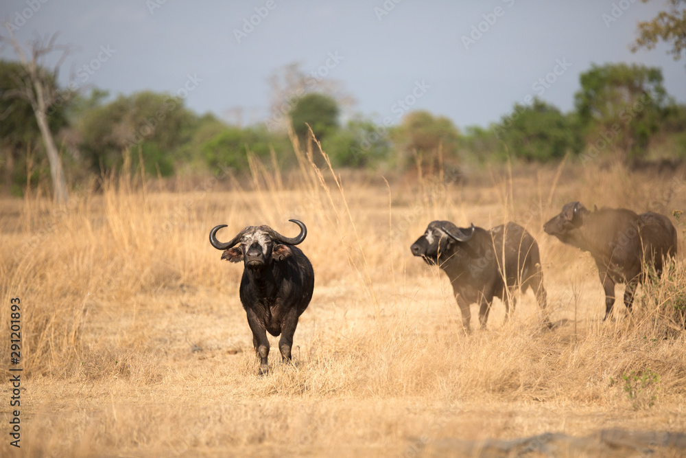 Fototapeta premium Free roaming african buffalo 