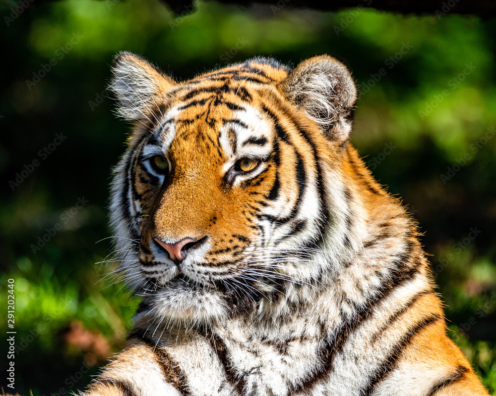 Obraz premium Tiger Portrait