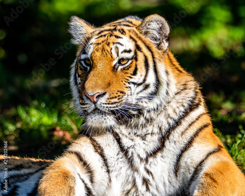 Tiger Portrait