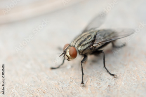 Macro shot of fly. Live house fly