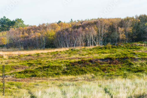 Dünenwald St. Peter-Ording Herbst