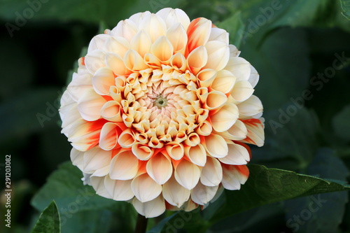 Dahlie in einem Garten, Nahaufnahme einer Dahlienblüte