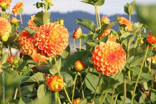 Dahlien in einem Garten, orangefarbene Pompondahlien, Blumengarten