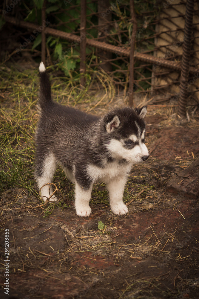 small puppies breed Siberian husky.