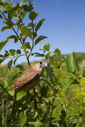 young Kestrel Falcon (Falco tinnunculus) closeup sits on a tree 