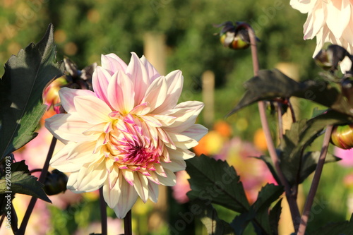 Garten, Blumengarten, Dahlien in einem Garten