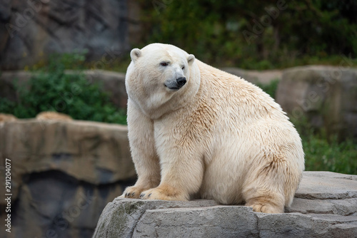 Eisbär im Zoo Hannover