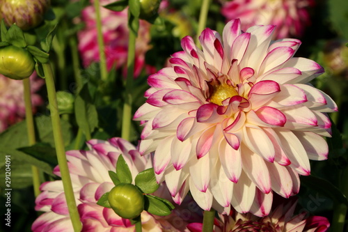 Blumengarten, Dahlien in einem Garten