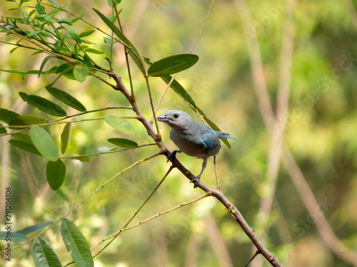 Sayaca Tanager (Tangara sayaca) isolated on tree branch in extension of Brazil's Atlantic Forest. Brazilian fauna bird