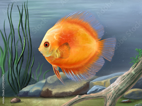 Discus fish illustration photo