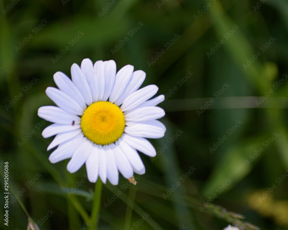 Obraz premium White Daisy