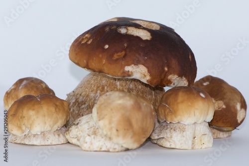 group of isolated porcini mushrooms large and small, steinpilz