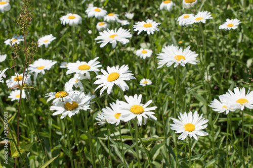 White Daisies