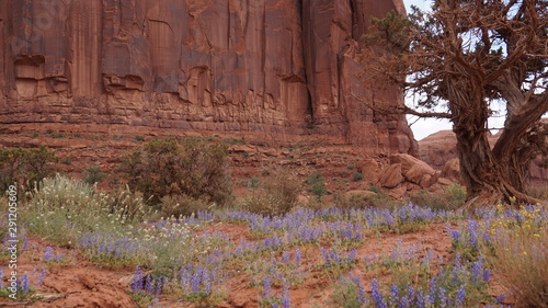 Juniper Tree with Blue Flowers in Monument Valley