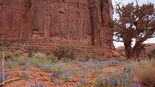 Monument Valley Juniper and Flowers