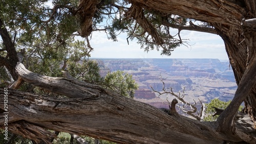 Old Juniper Tree in Grand Canyon